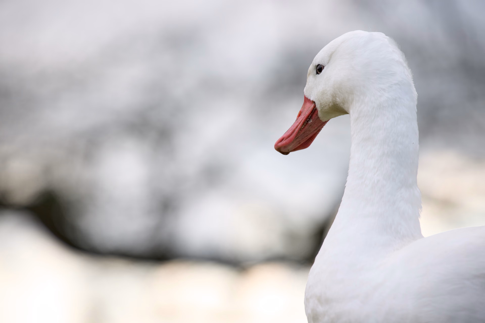 Nature & animaux