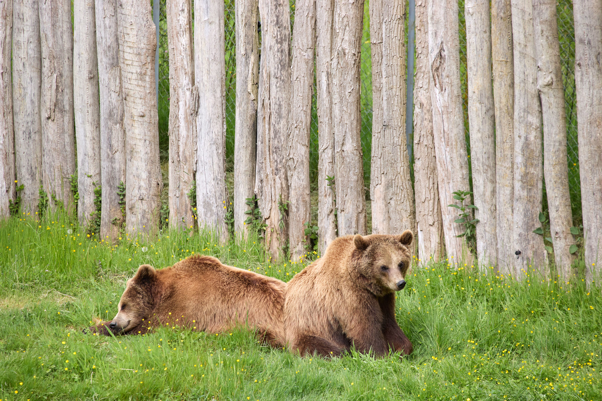 Nature & animaux
