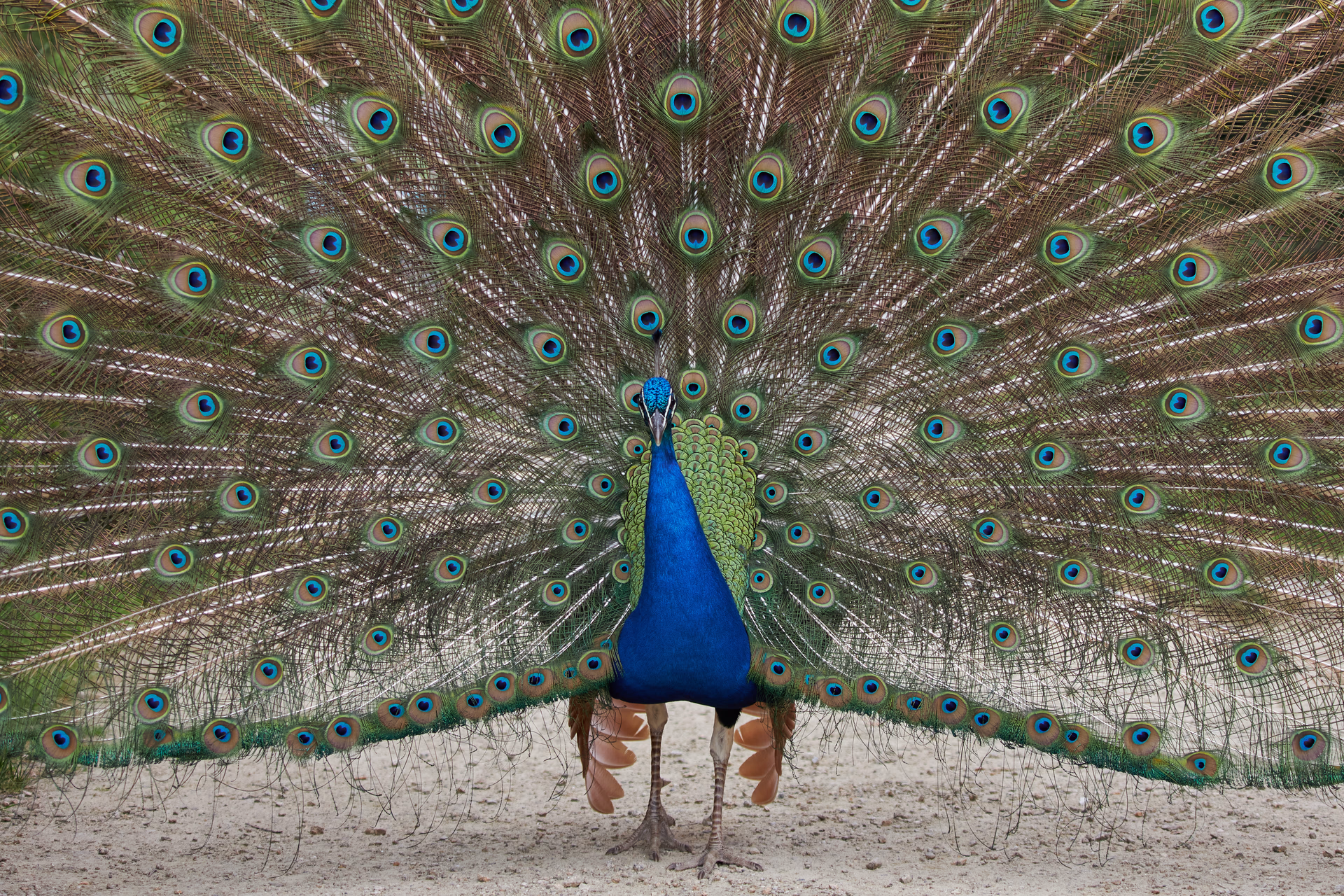 Nature & animaux