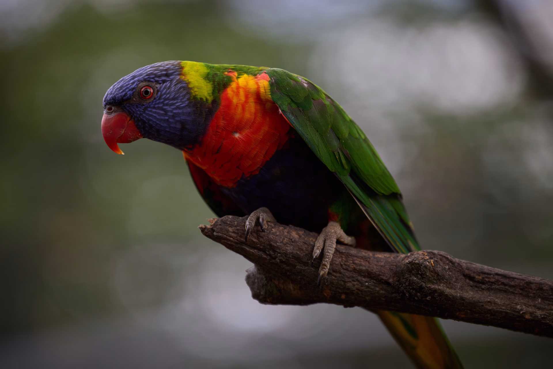 Nature & animaux