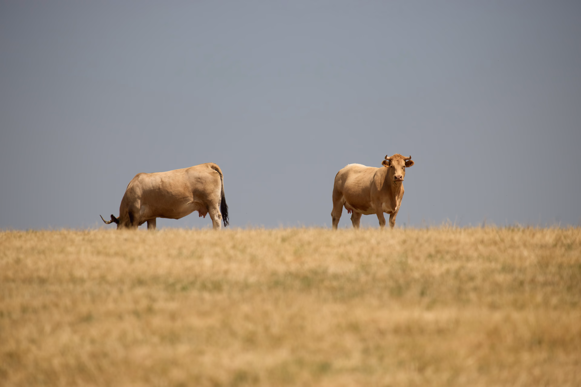 Nature & animaux