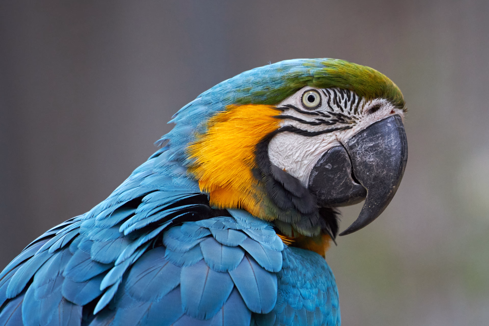 Nature & animaux